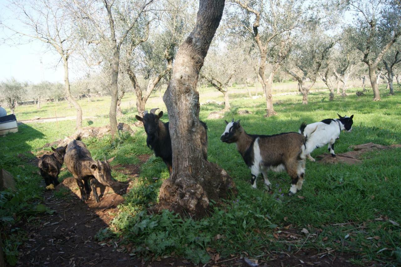 Arome Santeramo in Colle